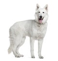 Berger blanc suisse, 1 year old, standing