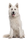 Berger Blanc Suisse, 2 years old, sitting