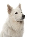 Berger Blanc Suisse, 5 years old Royalty Free Stock Photo