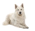 Berger Blanc Suisse, 5 years old, portrait Royalty Free Stock Photo