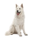 Berger Blanc Suisse, 5 years old, sitting Royalty Free Stock Photo