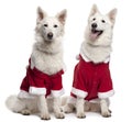 Berger Blanc Suisse dogs Royalty Free Stock Photo