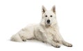Berger Blanc Suisse lying in front of white background