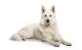 Berger Blanc Suisse lying in front of white background Royalty Free Stock Photo