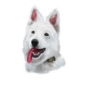 Berger Blanc Suisse or White Swiss Shepherd Dog breed showing tongue. Digital art illustration isolated on white background.