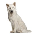 Berger Blanc Suisse, 1 year old