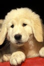 BERGER D`ANATOLIE Anatolian Shepherd Dog, Portrait of Pup Royalty Free Stock Photo