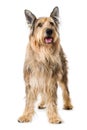 Picard dog standing on white background Royalty Free Stock Photo