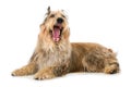 Yawning picard dog lying on white background Royalty Free Stock Photo