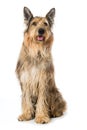 Picard dog sitting on white background Royalty Free Stock Photo