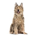 Berger picard dog sitting and panting on white background Royalty Free Stock Photo