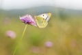 Berger`s Clouded Yellow butterfly, Colias alfacariensis