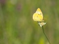 Berger`s clouded yellow colias alfacariensis butterfly, sitting on meadow flower Royalty Free Stock Photo