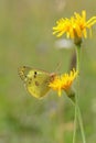 Clouded yellow butterfly (Colias hyale or alfacariensis) on a yellow flower.