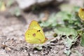 bergerÃÂ´s clouded yellow on the ground