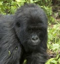 Berggorilla, Mountain Gorilla, Gorilla beringei