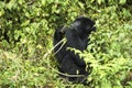 Berggorilla, Mountain Gorilla, Gorilla beringei