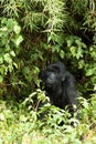 Berggorilla, Mountain Gorilla, Gorilla beringei