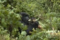 Berggorilla, Mountain Gorilla, Gorilla beringei