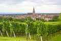 Bergheim (Alsace) - Panorama with vineyard