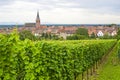 Bergheim (Alsace) - Panorama with vineyard