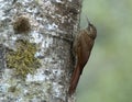 Bergmuisspecht, Montane Woodcreeper, Lepidocolaptes lacrymiger