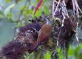 Bergmuisspecht, Montane Woodcreeper, Lepidocolaptes lacrymiger