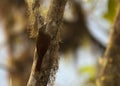 Bergmuisspecht, Montane Woodcreeper, Lepidocolaptes lacrymiger