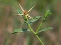 Berian knapweed or Iberian star-thistle, Centaurea iberica Royalty Free Stock Photo