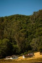 Berijam forest, Kodaikanal Royalty Free Stock Photo
