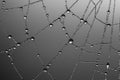 Berijpte spinnenweb, Frosted spider web Royalty Free Stock Photo