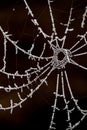 Spinnenweb, Spider web Royalty Free Stock Photo