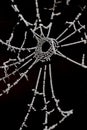 Spinnenweb, Spider web Royalty Free Stock Photo