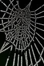 Berijpte spinnenweb, Frosted spider web Royalty Free Stock Photo