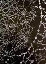 Berijpte spinnenweb, Frosted spider web Royalty Free Stock Photo