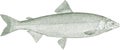 Bering cisco or lauretta whitefish, a freshwater fish from alaska and russia in side view
