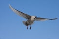 Beringmeeuw, Glaucous-winged Gull, Larus glacescens