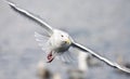 Beringmeeuw volwassen vliegend; Glaucous-winged Gull adult flying Royalty Free Stock Photo