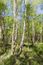 Berken, Birches Royalty Free Stock Photo