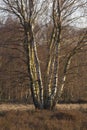 Berkenboom, Betula Royalty Free Stock Photo