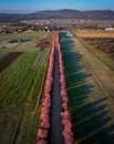 Berkenye, Hungary - Aerial vertical panoramic view of blooming pink wild plum trees along the road in the village of Berkenye Royalty Free Stock Photo