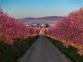 Berkenye, Hungary - Aerial view of blooming pink wild plum trees along the road in the village of Berkenye on a spring morning Royalty Free Stock Photo