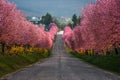 Berkenye, Hungary - Blooming pink wild plum trees along the road in the village of Berkenye on a sunny spring afternoon