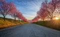 Berkenye, Hungary - Blooming pink wild plum trees along the road in the village of Berkenye on a sunny spring afternoon Royalty Free Stock Photo