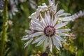 Berkheya purpurea is a perennial member of the subfamily Arctotideae of the family Asteraceae of flowering plants