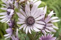 Berkheya purpurea `Zulu Warrior