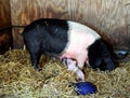 Berkshire pig and piglets