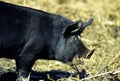 Berkshire Pig  26516 Royalty Free Stock Photo