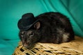 Berkshire Rat Wicker Basket Royalty Free Stock Photo