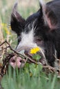 Berkshire Sow in Brush